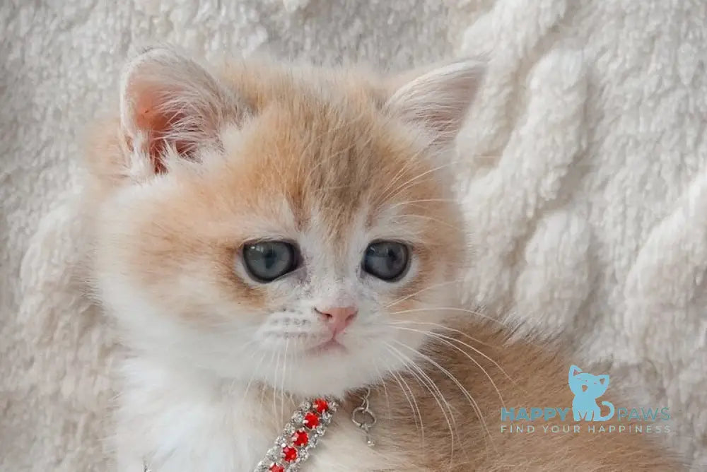 Yasya British Shorthair female blue golden shaded live animals