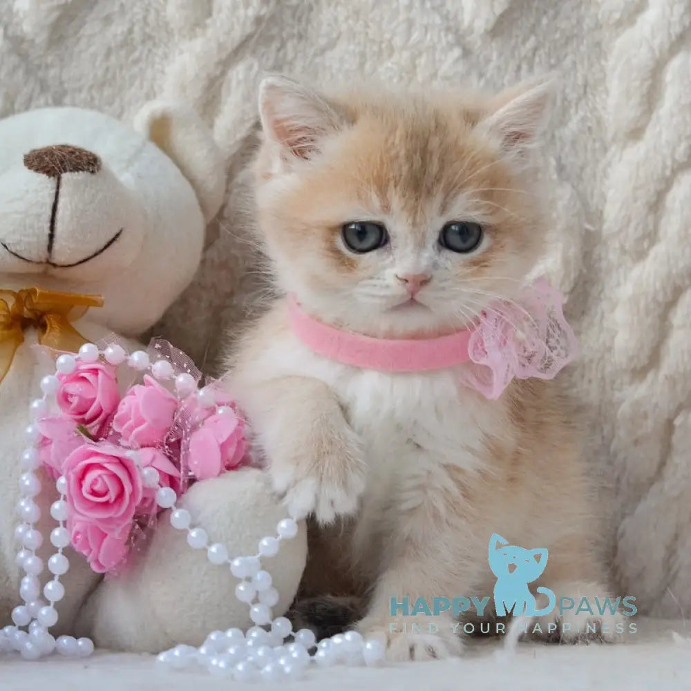 Yasya British Shorthair female blue golden shaded live animals