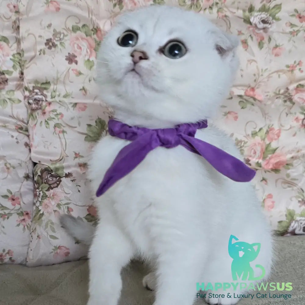 Yasya Scottish Fold female black silver shaded - live animals