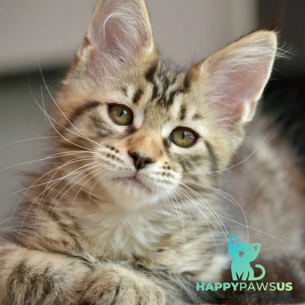 Yathana Maine Coon female black tabby - live animals