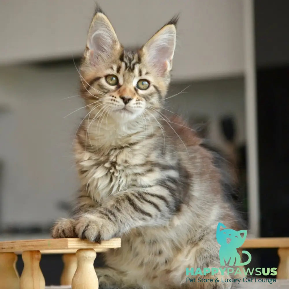 Yathana Maine Coon female black tabby - live animals
