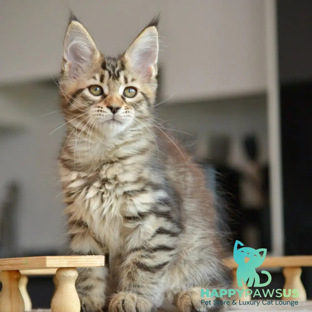 Yathana Maine Coon female black tabby - live animals