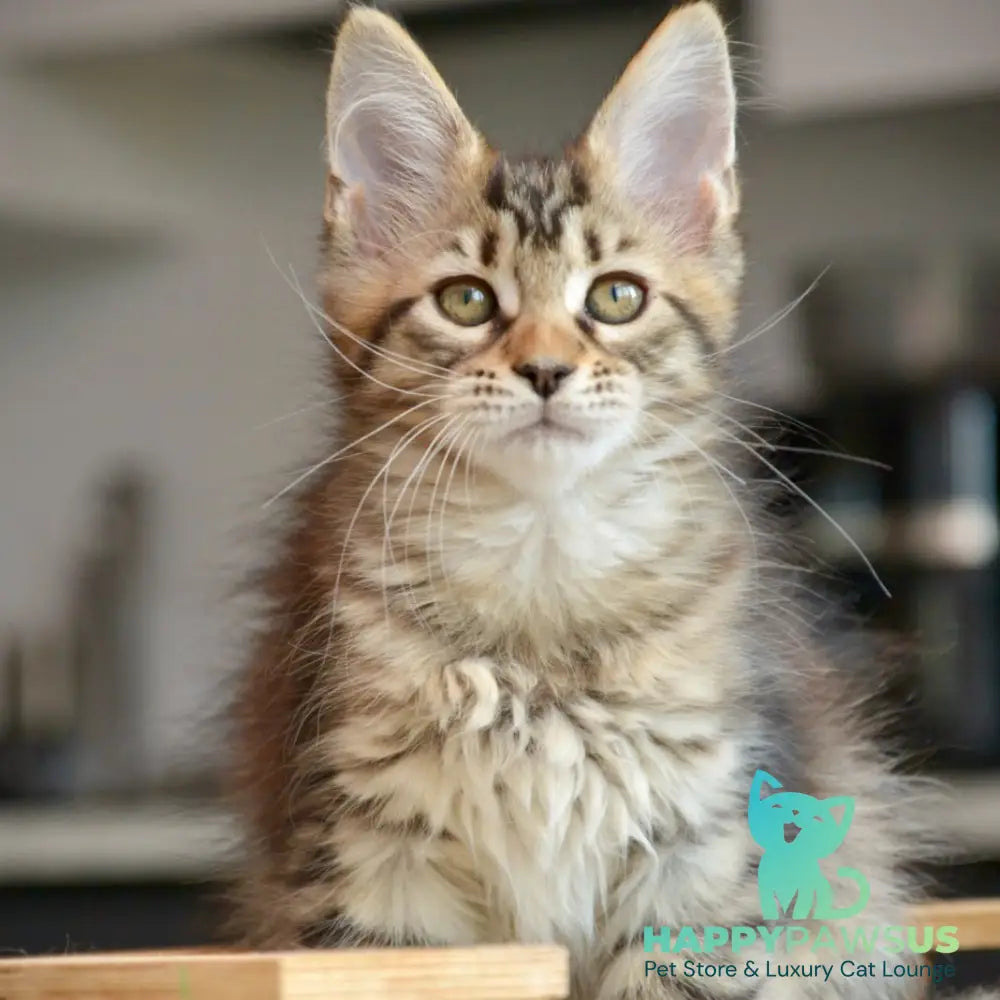 Yathana Maine Coon female black tabby - live animals