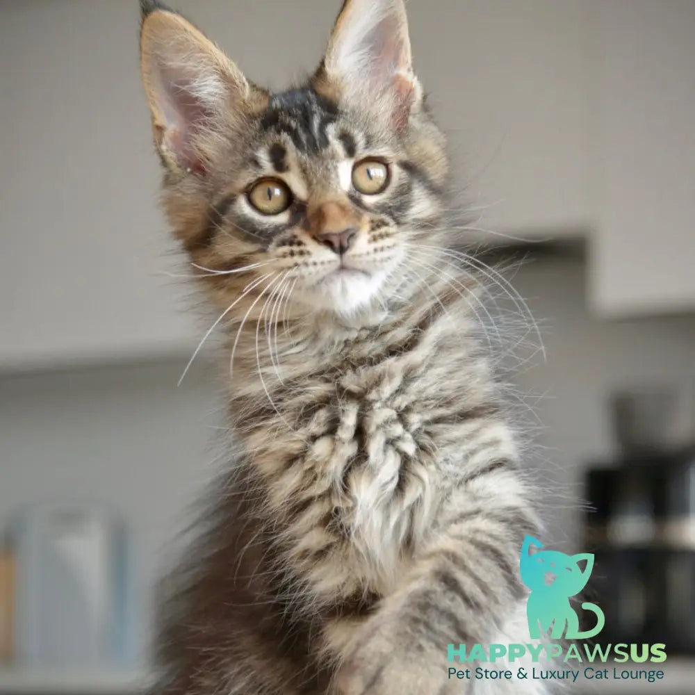 Yavanna Maine Coon female black tabby - live animals