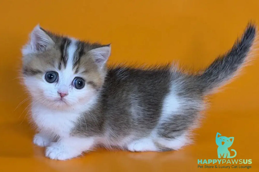 Yavik Munchkin male black golden ticked tabby - live animals