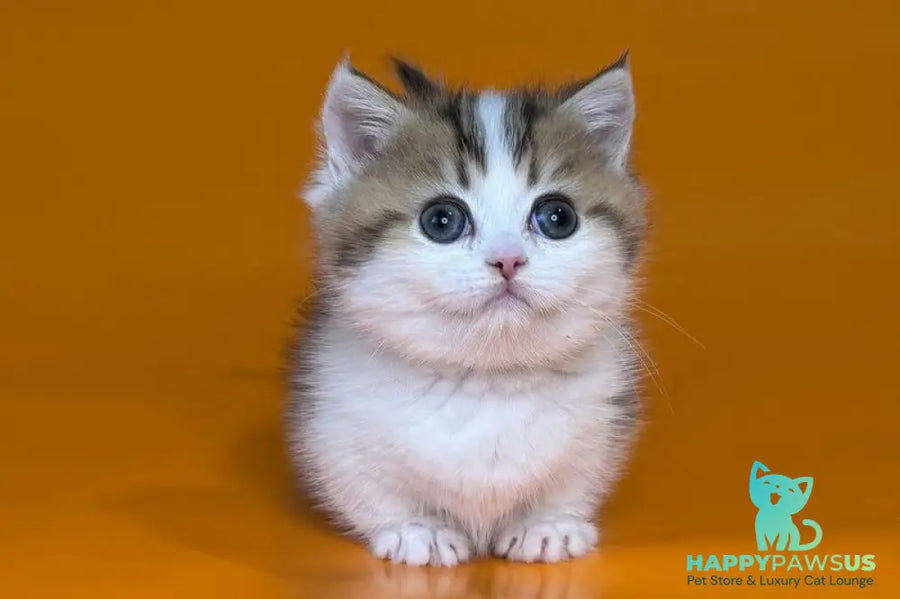 Yavik Munchkin male black golden ticked tabby - live animals