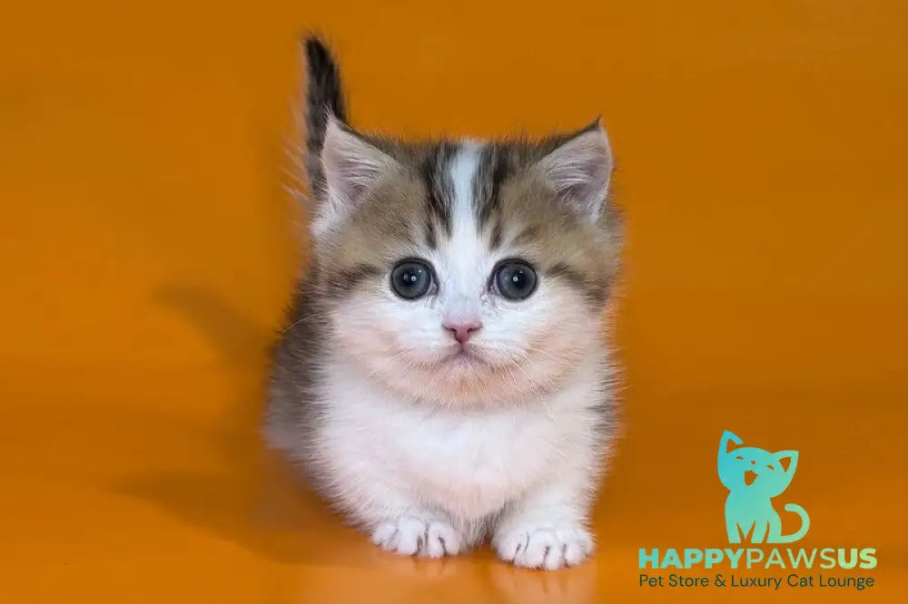 Yavik Munchkin male black golden ticked tabby - live animals