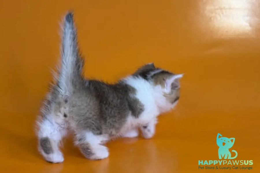 Yavik Munchkin male black golden ticked tabby - live animals