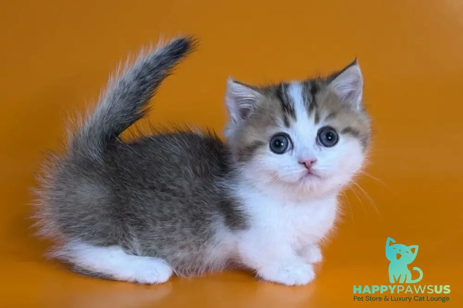 Yavik Munchkin male black golden ticked tabby - live animals