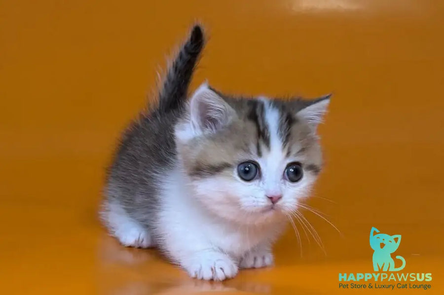 Yavik Munchkin male black golden ticked tabby - live animals