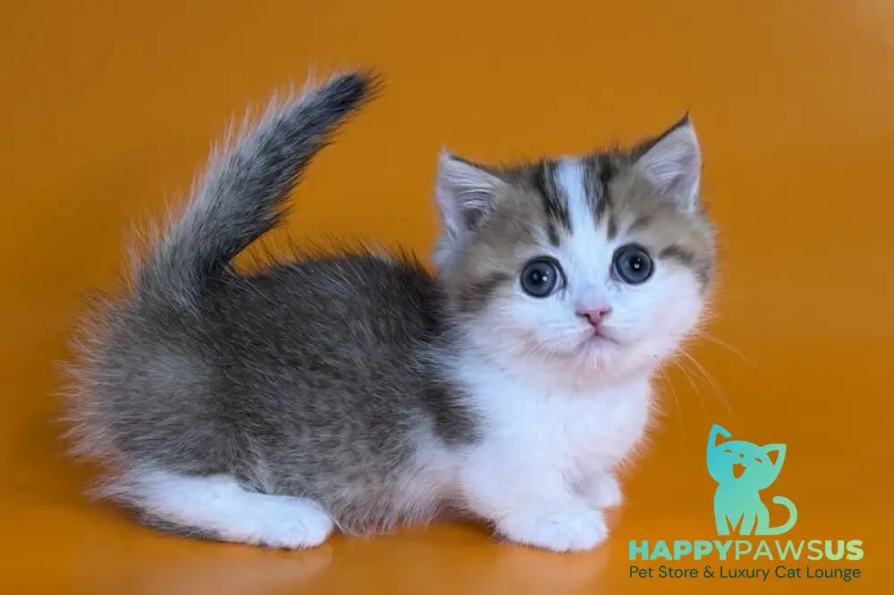 Yavik Munchkin male black golden ticked tabby - live animals