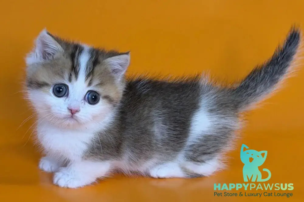 Yavik Munchkin male black golden ticked tabby - live animals