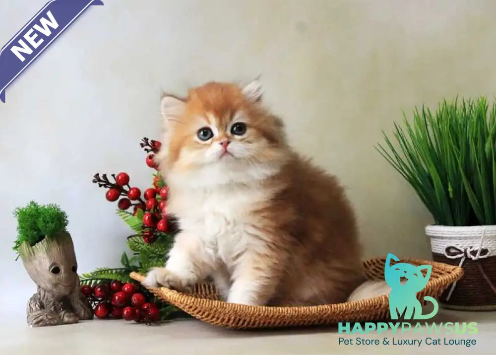 Yavor British Longhair female black golden chinchilla - live animals