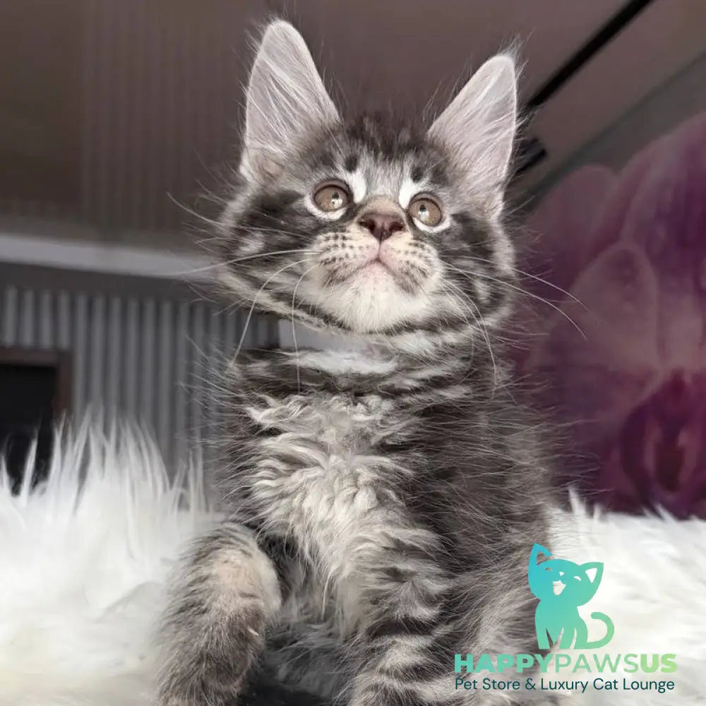 Yeager Maine Coon male black silver tabby - live animals