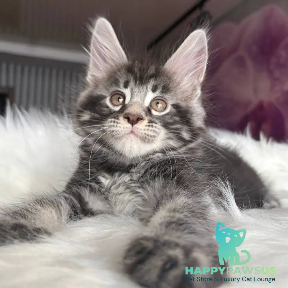 Yeager Maine Coon male black silver tabby - live animals