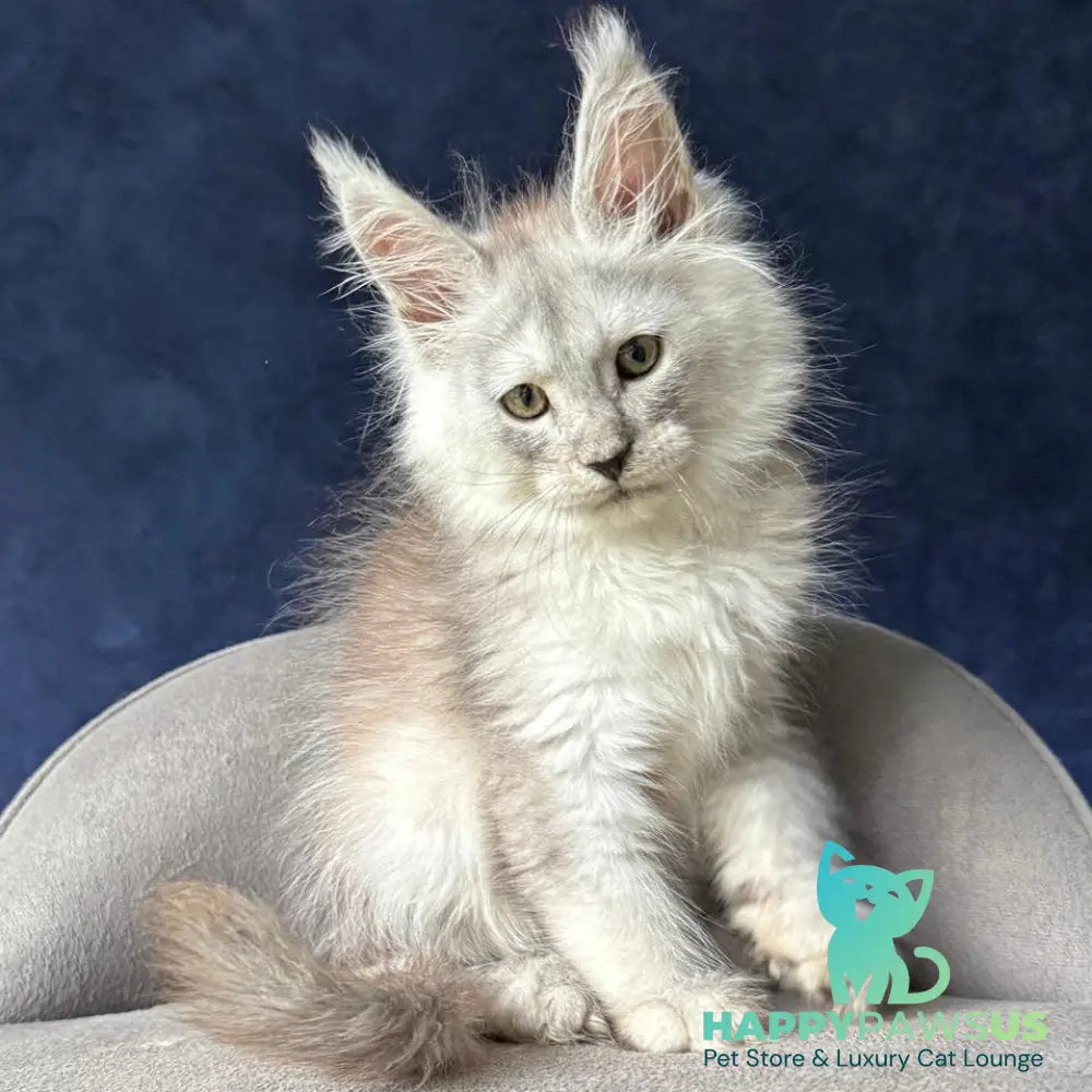 Yeller Maine Coon male black silver - live animals
