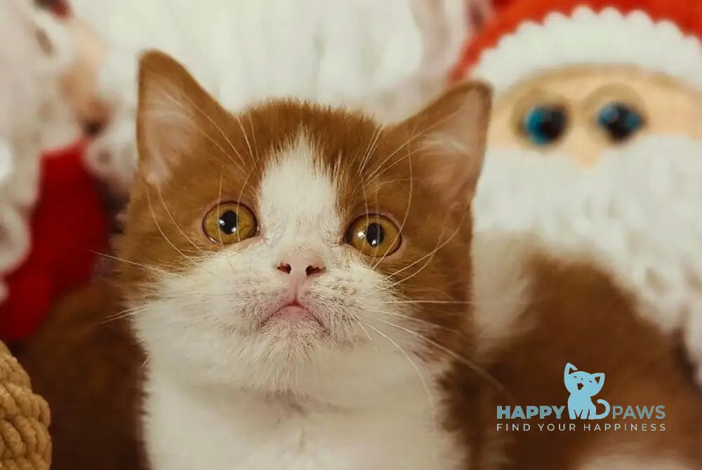 Yen British Shorthair male cinnamon bicolour live animals