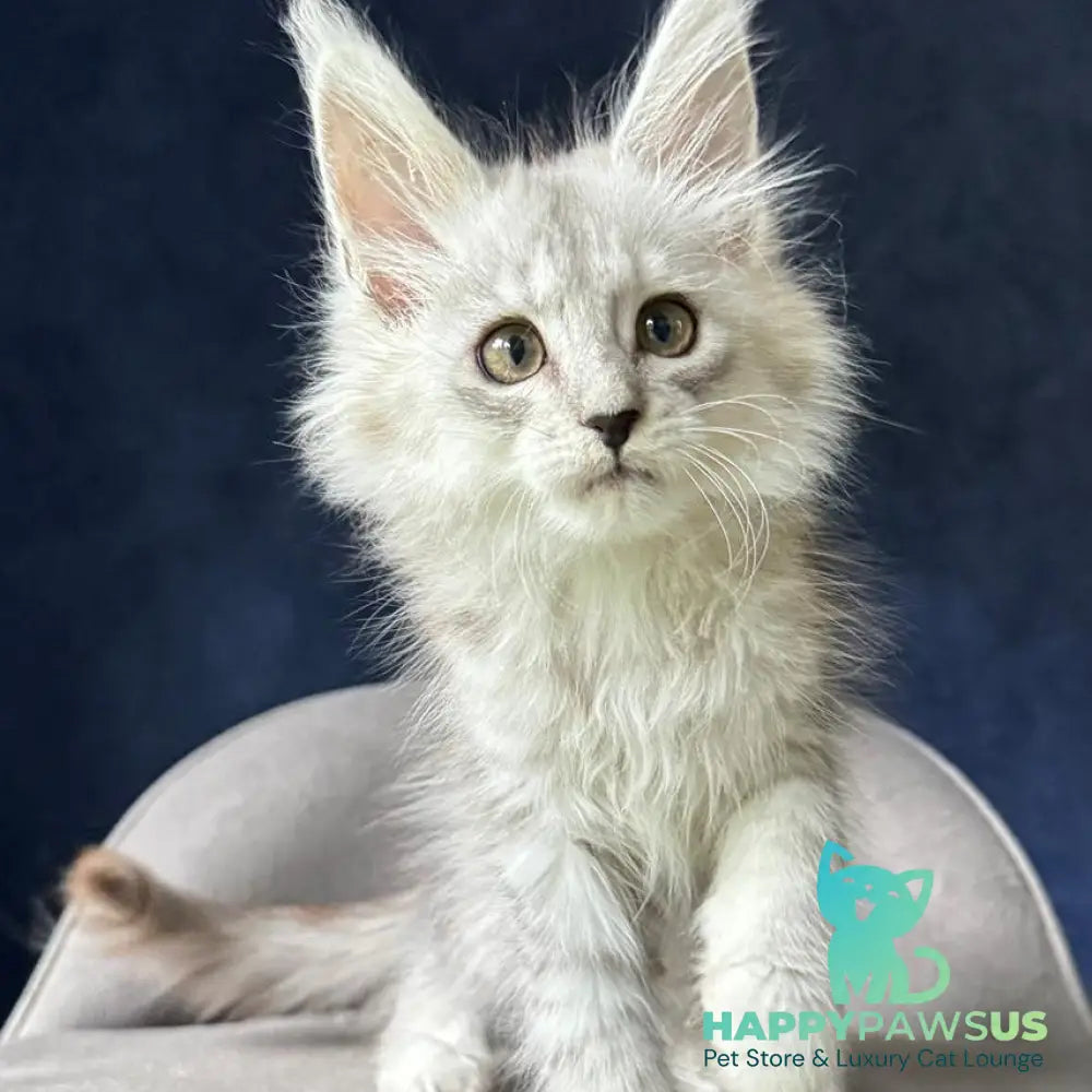 Yent Maine Coon male black silver spotted tabby - live animals