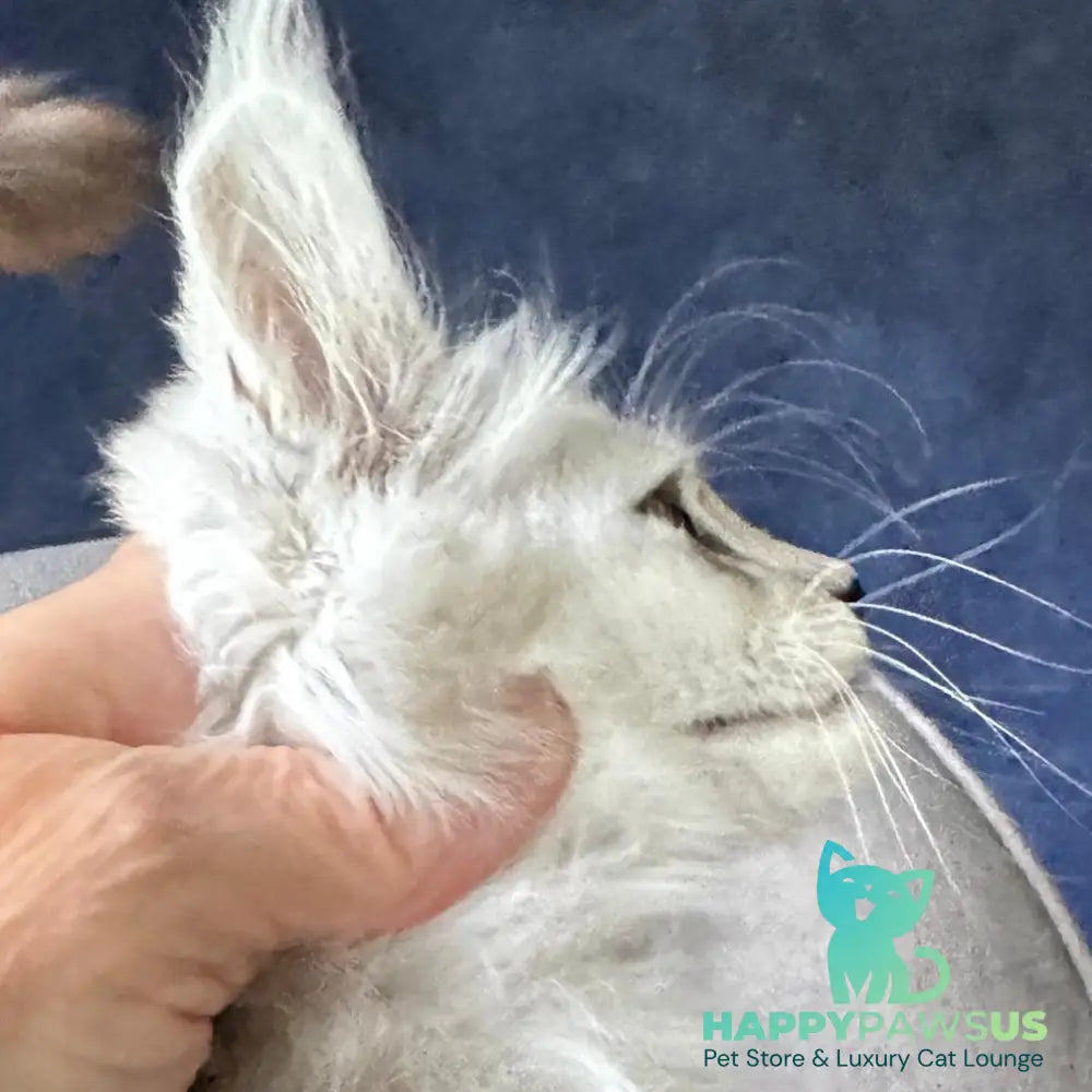 Yent Maine Coon male black silver spotted tabby - live animals
