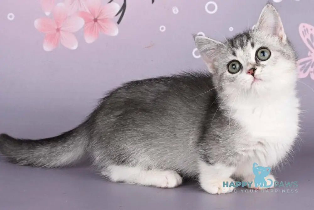 Yesenia Munchkin female black ticked tabby bicolour live animals