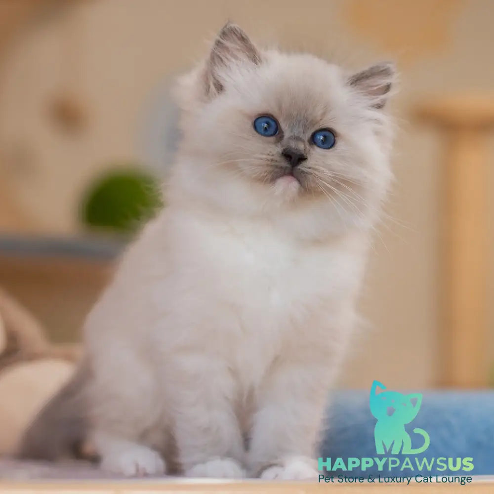Yeshi Ragdoll male blue mitted - live animals