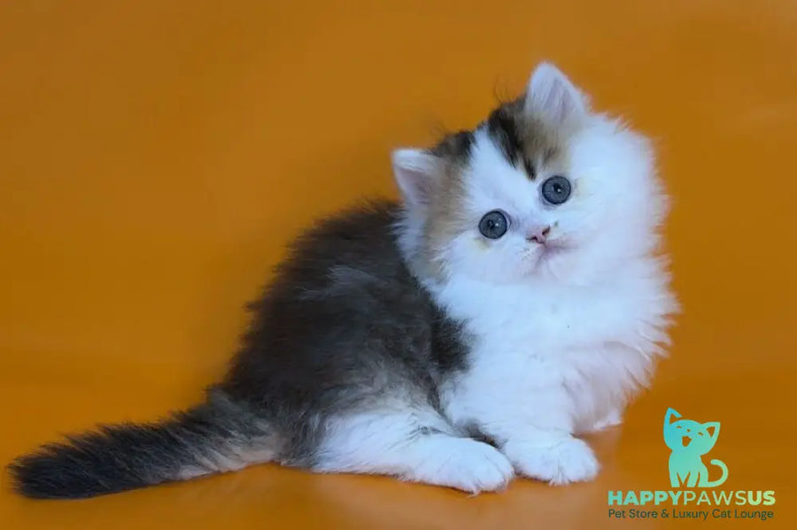 Yestin Munchkin male black golden ticked tabby - live animals