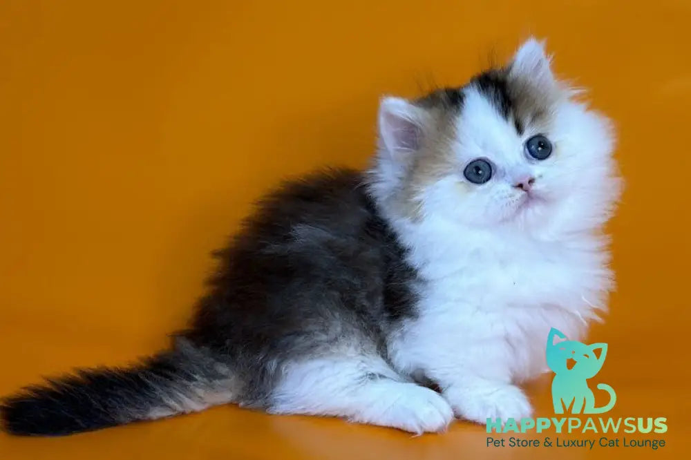 Yestin Munchkin male black golden ticked tabby - live animals