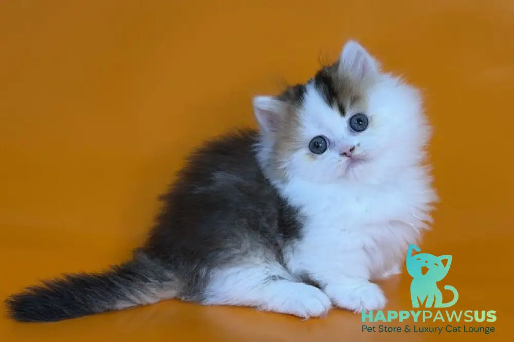 Yestin Munchkin male black golden ticked tabby - live animals