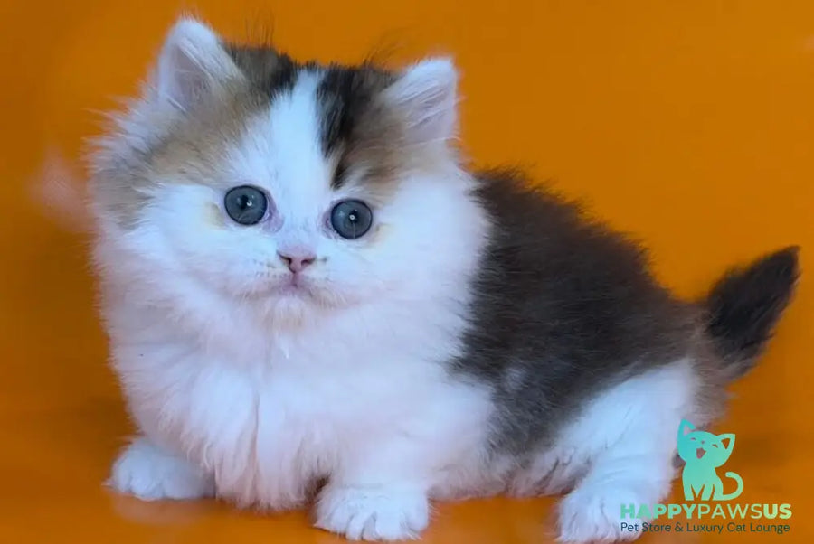 Yestin Munchkin male black golden ticked tabby - live animals