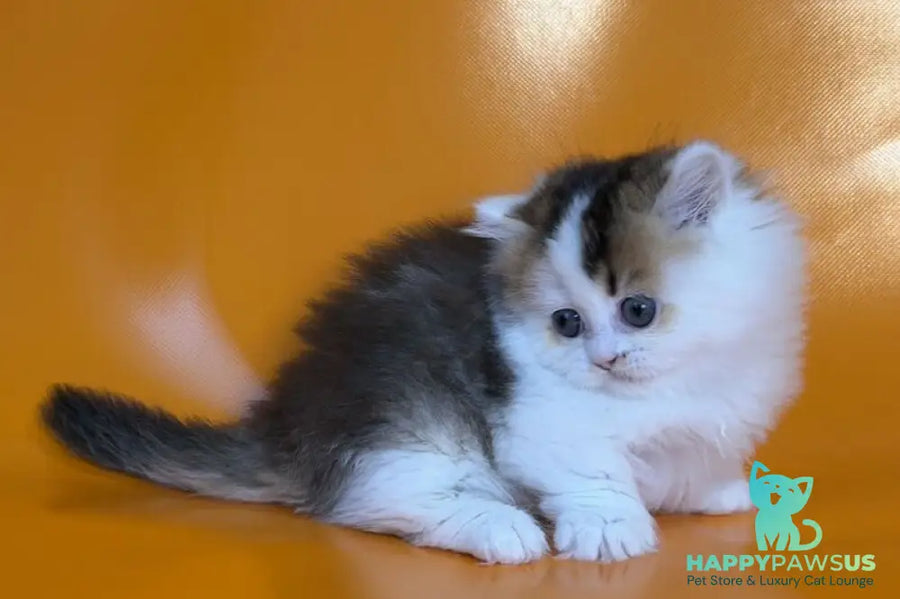 Yestin Munchkin male black golden ticked tabby - live animals