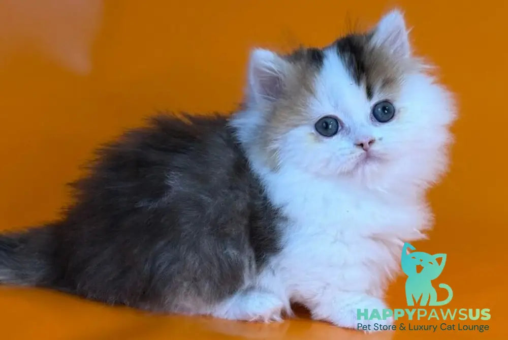 Yestin Munchkin male black golden ticked tabby - live animals