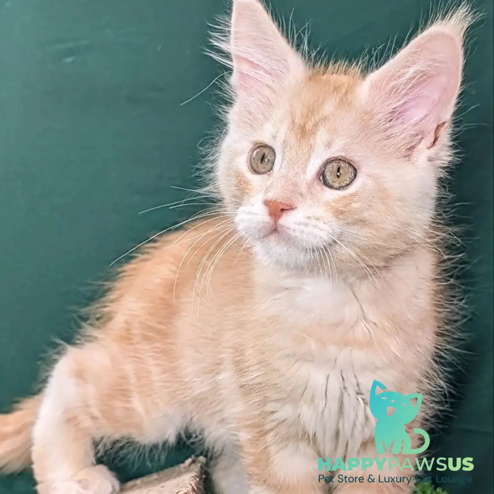 Yeti Maine Coon male red silver tabby - live animals