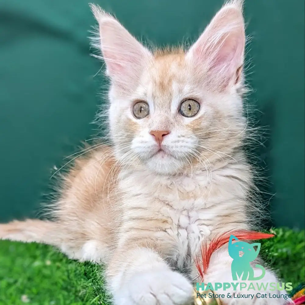 Yeti Maine Coon male red silver tabby - live animals