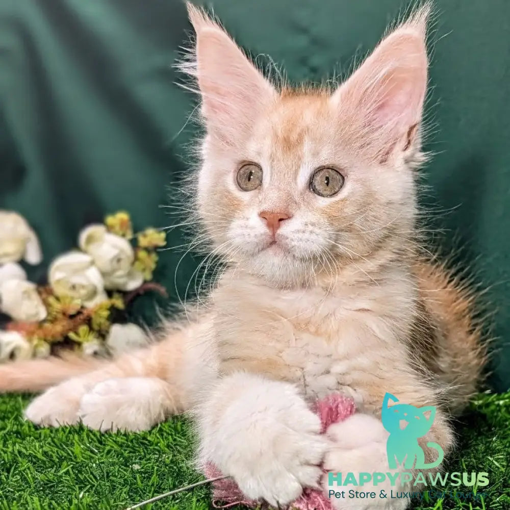 Yeti Maine Coon male red silver tabby - live animals
