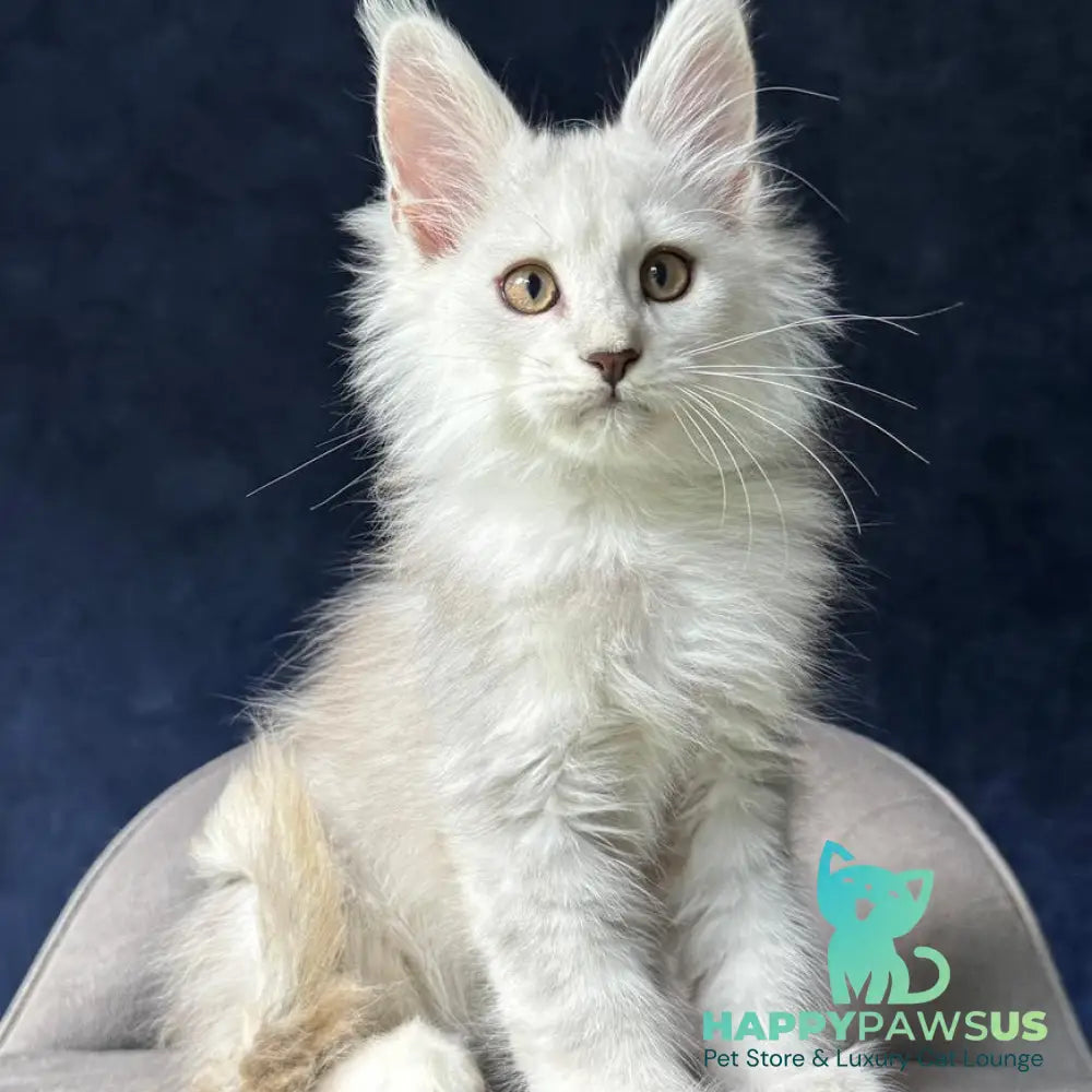 Yin Maine Coon male black silver shaded - live animals
