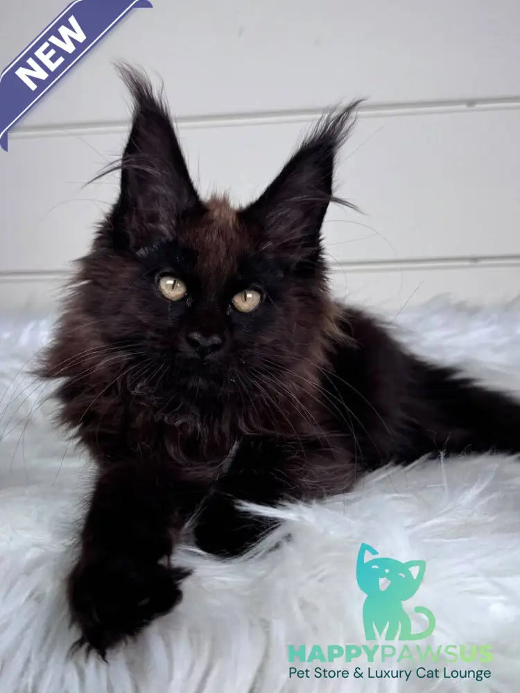 Ykki Maine Coon male black - live animals