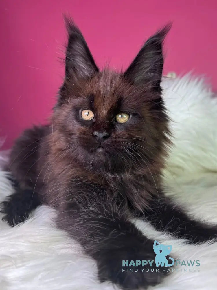 Ykki Maine Coon male black - live animals