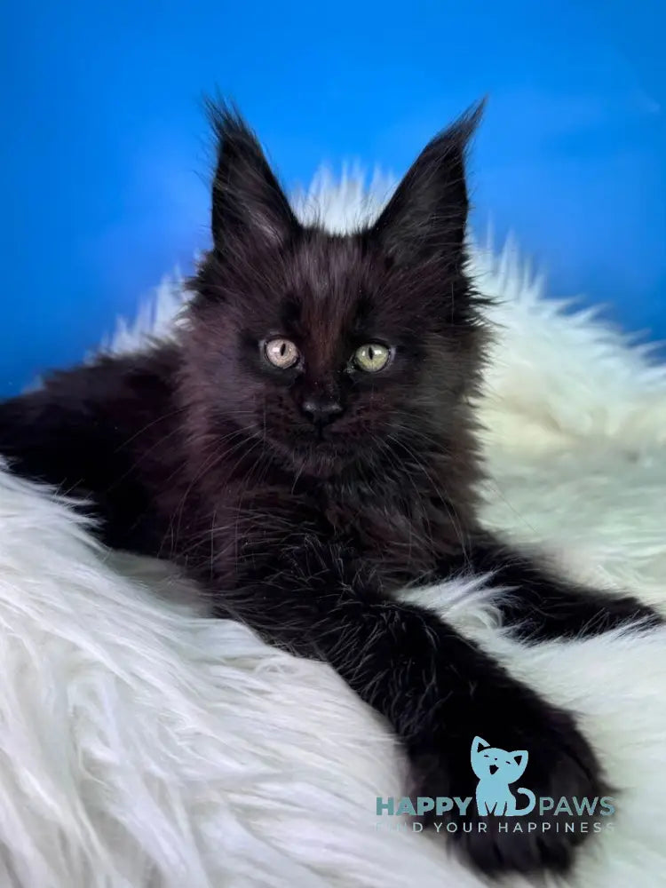 Ykki Maine Coon male black - live animals