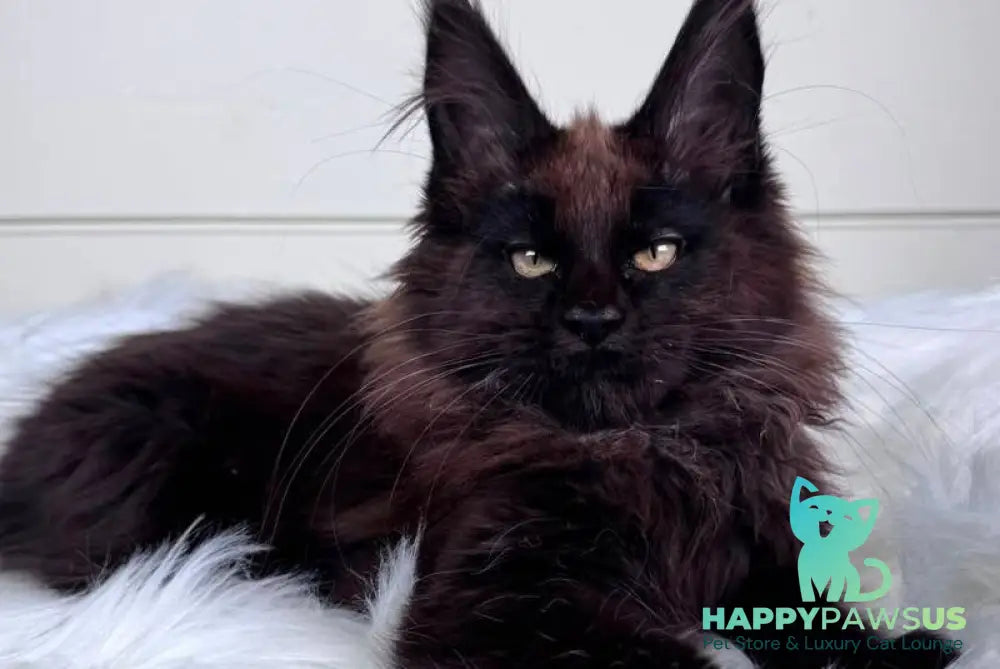 Ykki Maine Coon male black - live animals