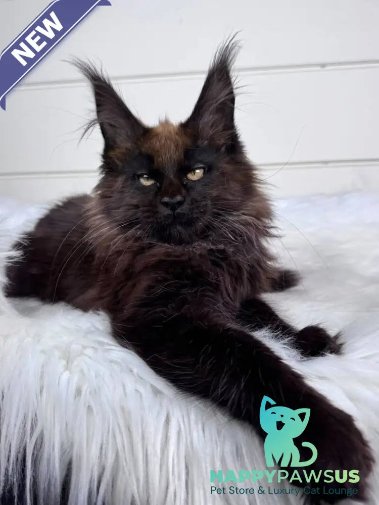Ykki Maine Coon male black - live animals