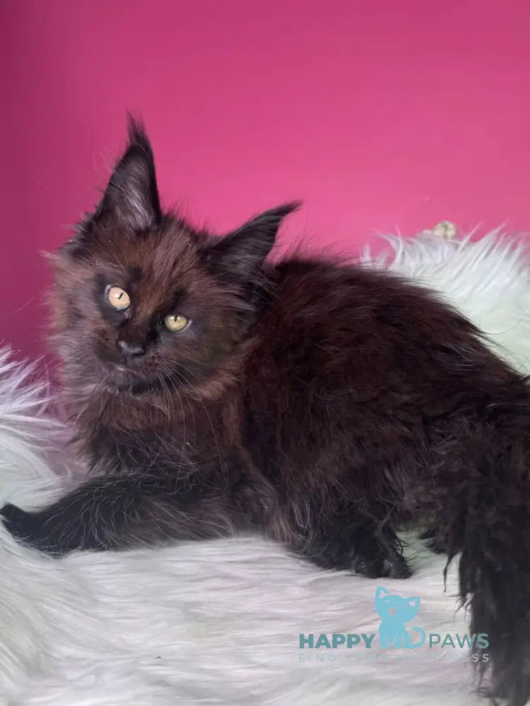 Ykki Maine Coon male black - live animals
