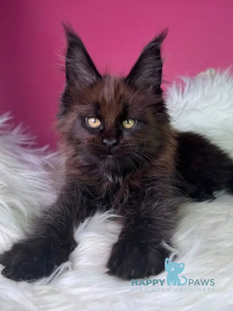 Ykki Maine Coon male black - live animals