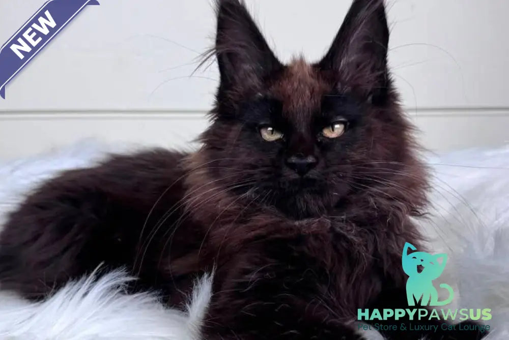 Ykki Maine Coon male black - live animals