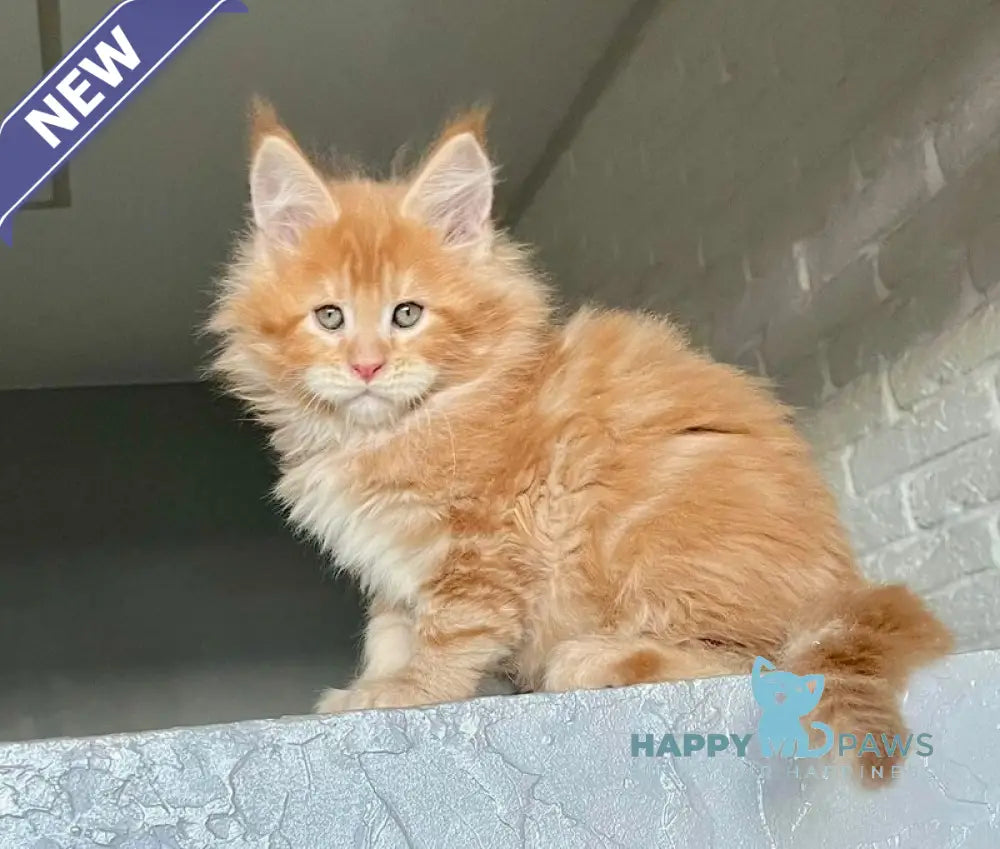 Ylan Maine Coon male red tabby - live animals