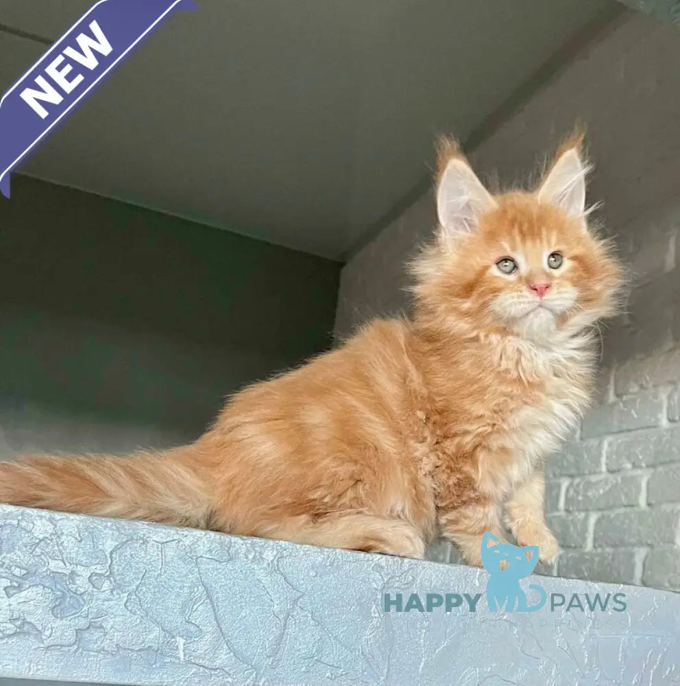 Ylan Maine Coon male red tabby - live animals