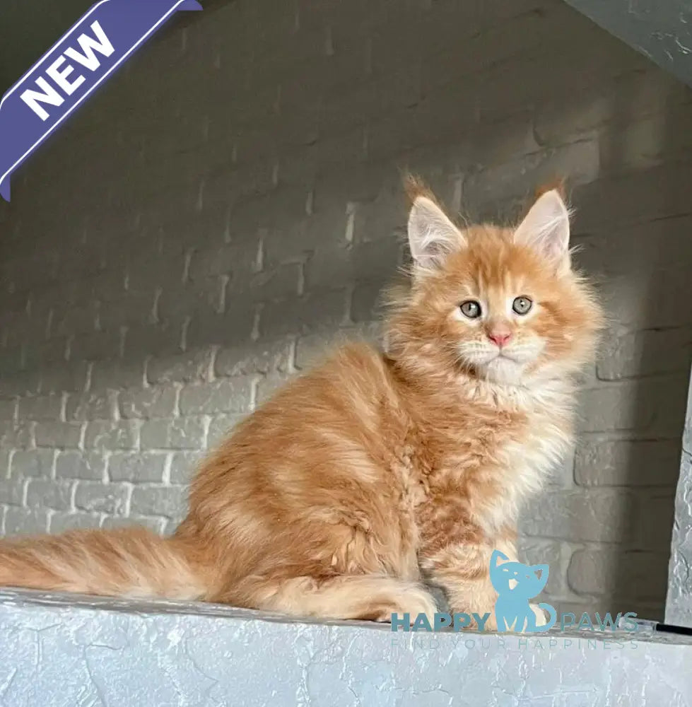 Ylan Maine Coon male red tabby - live animals
