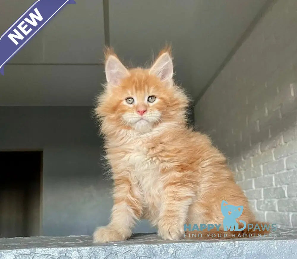 Ylan Maine Coon male red tabby - live animals