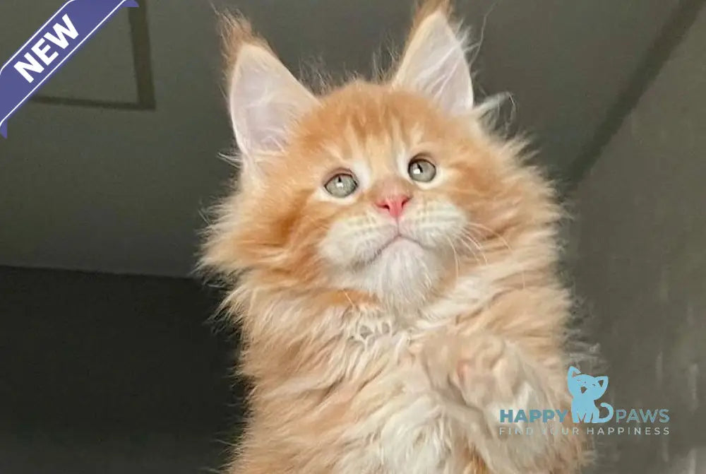Ylan Maine Coon male red tabby - live animals