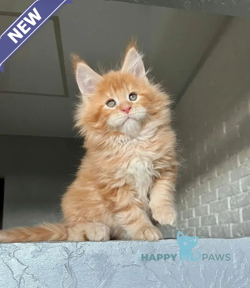 Ylan Maine Coon male red tabby - live animals