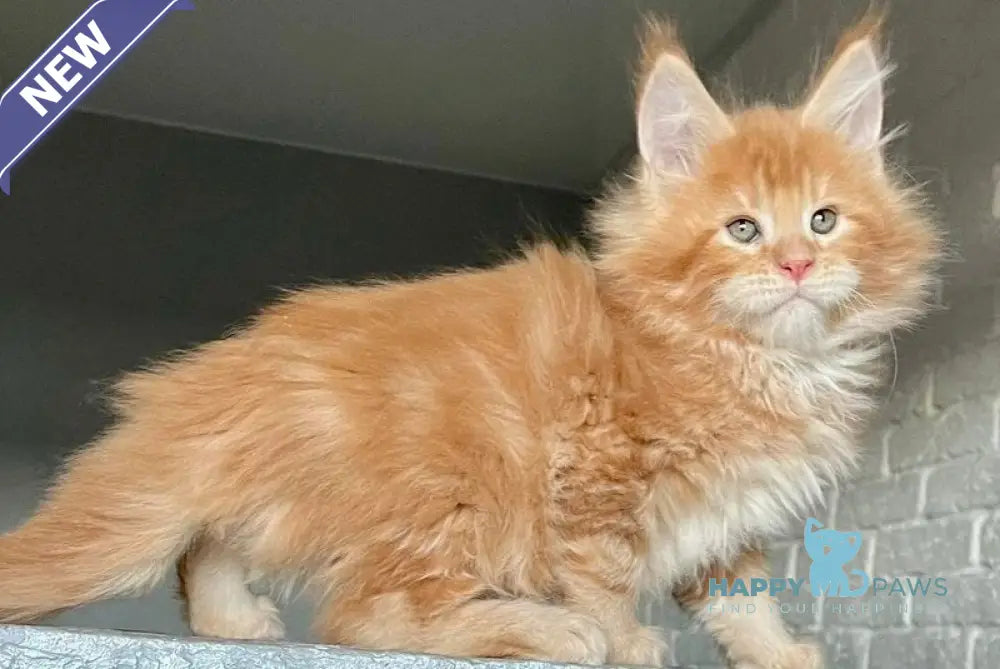 Ylan Maine Coon male red tabby - live animals